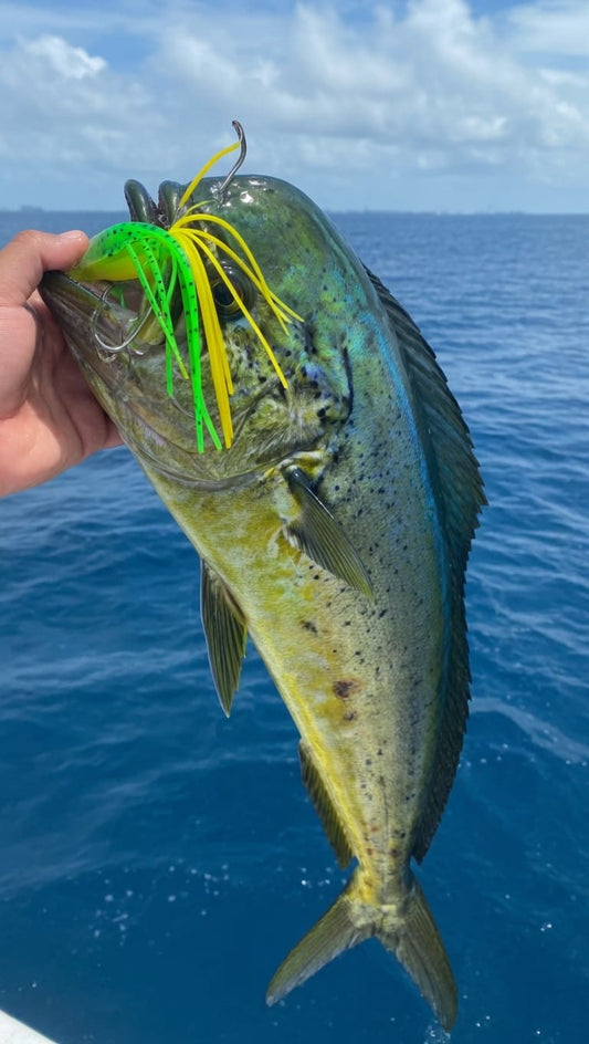 How To Catch Mahi Mahi In South Florida